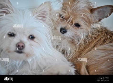 Dogs, domestic pets Stock Photo - Alamy