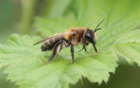 Chocolate Mining Bee from Buckpool and Fens Pool LNR, Brierley Hill, UK on April 30, 2023 at 01: ...