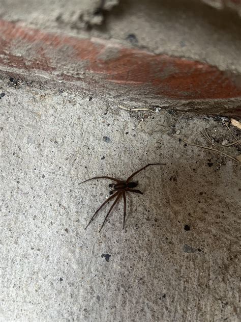 Is this a brown recluse? : r/BrownRecluseBites