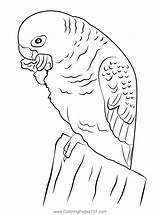 A Beautiful Parrot Eating Fruit Coloring Page For Kids  Free Parrots sketch template