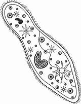 Paramecium  Protists Coloring Pages Color sketch template