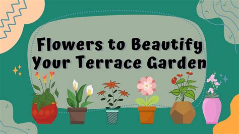 Top 20 Flowers to Beautify Your Terrace Garden – ChhajedGarden.com