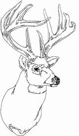 Mule Deer Coloring Page Pages sketch template