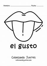 Ficha Educativa Del Sentido gusto  Coloreando Juntos sketch template
