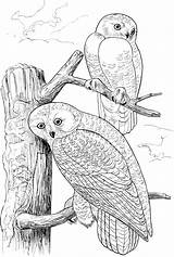 Eye Color Sheet  Free Owl Coloring Pages Waldo Harvey sketch template