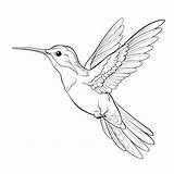 Cute Hummingbird Coloring Pages Realistic Outlines For Children39s  sketch template