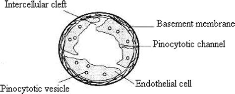 -Cross section diagram of a capillary 12 [p. 104]. | Download Scientific Diagram