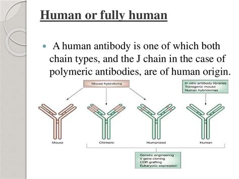 Humanized antibody