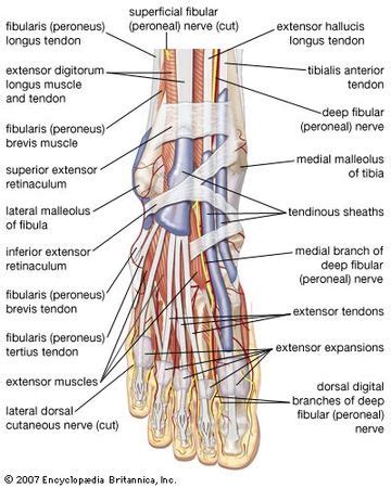 Foot | vertebrate anatomy | Britannica.com