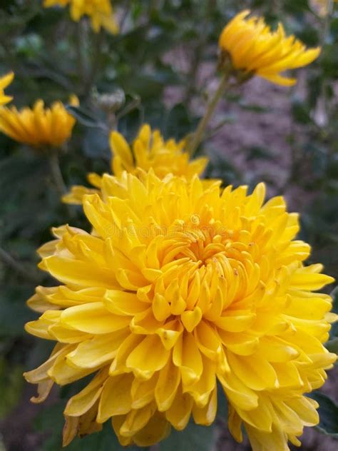 Flowers Autumn Chrysanthemum In Garden Stock Image - Image of flowers, paint: 154183987