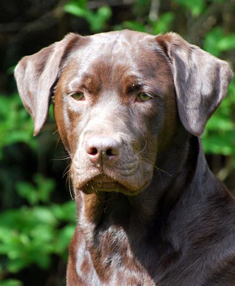 Chocolate Labrador facts, features, and fun! A complete in-depth guide ...