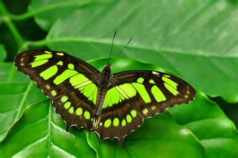 Green Butterfly Species