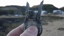 Turtle Dancing GIFs | Tenor