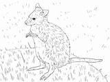 Wallaby And Baby Coloring Page  Free Printable Pages For Kids sketch template