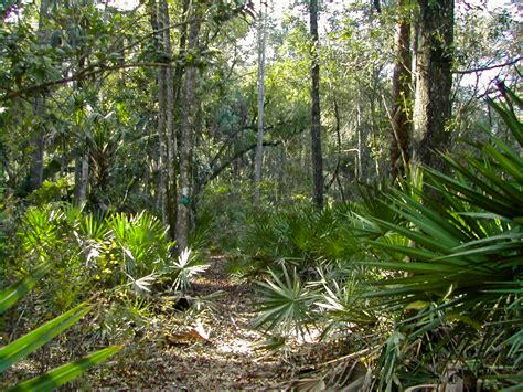 Rock Springs Run Hiking Trail | Rock Springs Run Reserve State Park | Florida Hikes