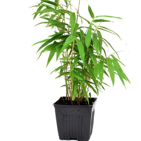 Green Panda Bamboo - Bamboo - Fargesia robusta - Grow Indoors/Out - 4 ...