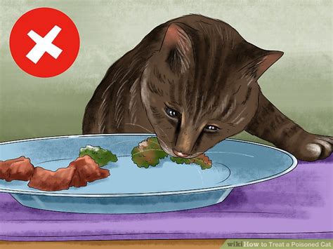 How to Treat a Poisoned Cat: 13 Steps (with Pictures) - wikiHow