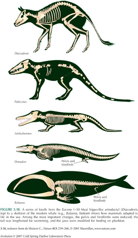 Whale evolution will always amaze me. : r/Naturewasmetal