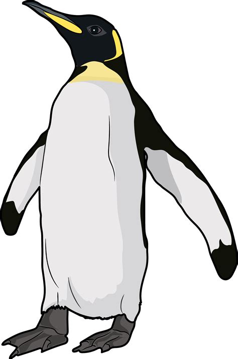 King Penguin Clipart