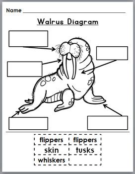 All About Walruses Science, Literacy & Crafts - Walrus Nonfiction