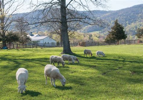 The Story of Veritas Vineyards & Winery - Wine and Country Life