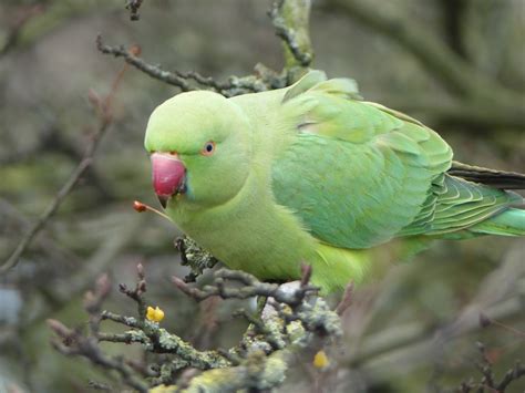 Linacre Blogger: Ringed Black-headed Gull and Ring-necked Parakeets