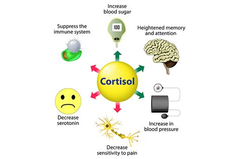 Stress and Cortisol Levels ⋆