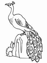 Easy Peacock Coloring Page  Free Printable Pages For Kids sketch template