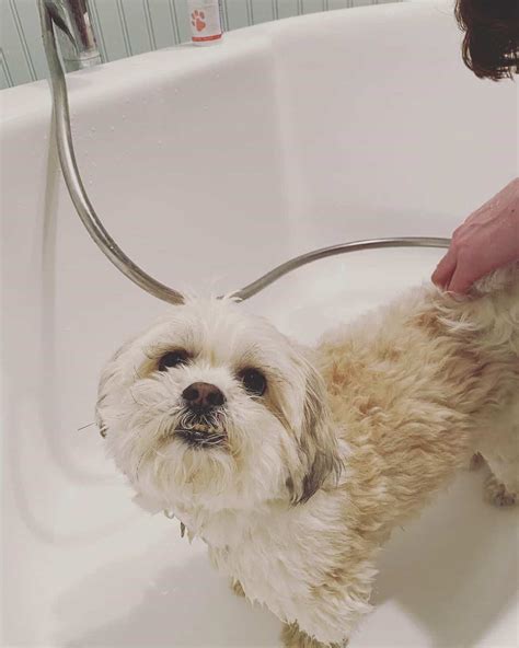 Maltese Shih Tzu: You need to meet this charming lapdog - K9 Web