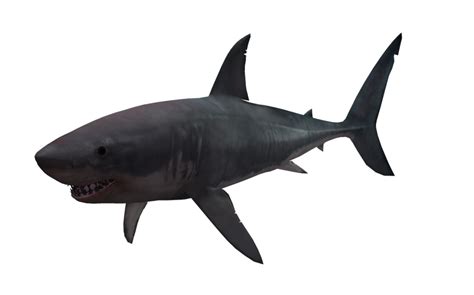 Shark PNG