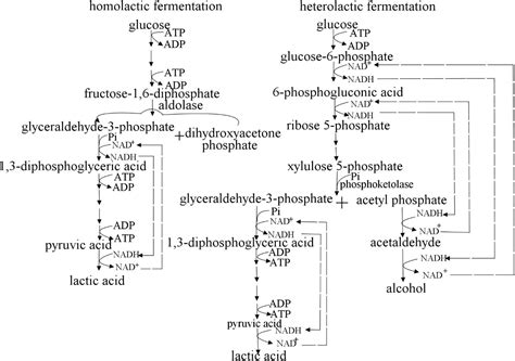 Frontiers | Metabolism Characteristics of Lactic Acid Bacteria and the Expanding Applications in ...