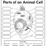 Animal Cell Anatomy Worksheet | Anatomy Worksheets