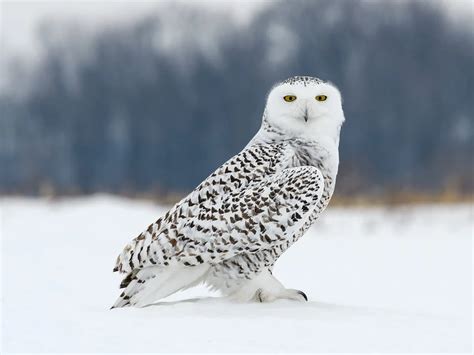 Snowy Owl Nesting (Complete Guide) | Bird Fact