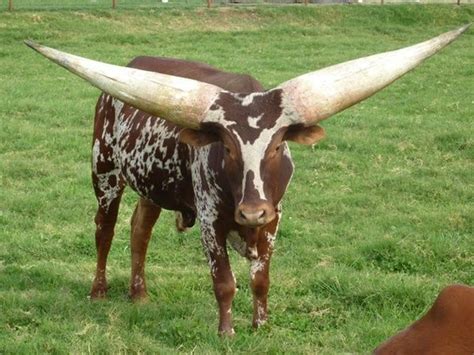 40 Pictures of Bulls with really Big Horns - Tail and Fur | Unusual ...