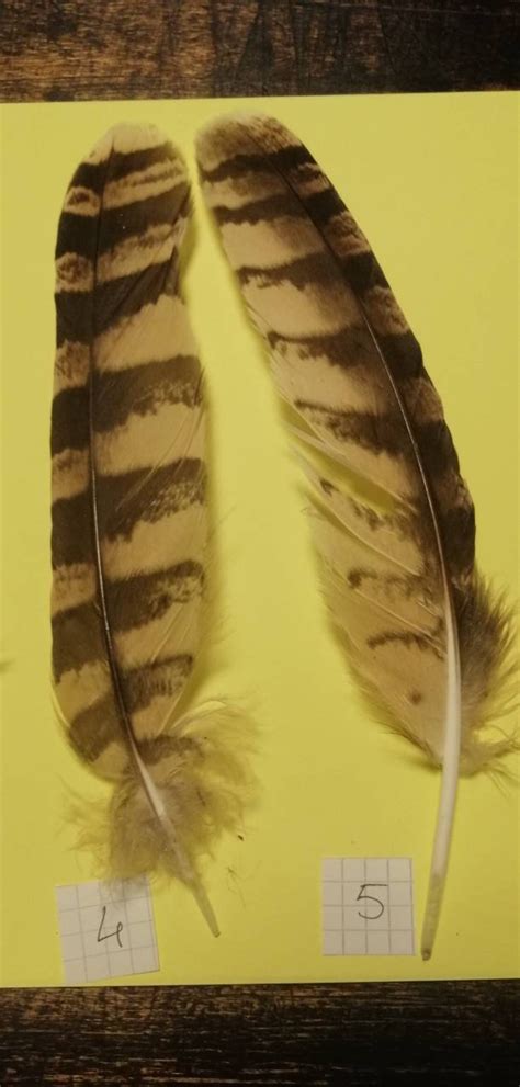 Hawk and owl feather | Etsy