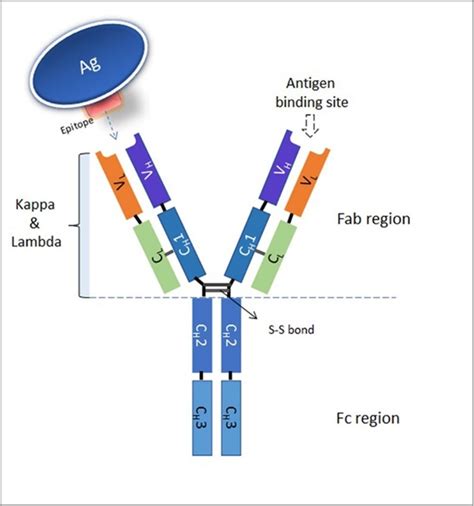 Presentation of Neutralizing Antibodies in Single- or Pooled-Convalescent Immune Plasma from ...