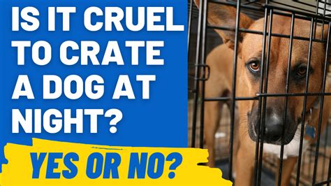 Is it Cruel to Crate a Dog at Night? (Yes or No) - HoundGames