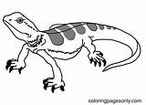 57 Iguana Animal Coloring Pages Free  Printable sketch template