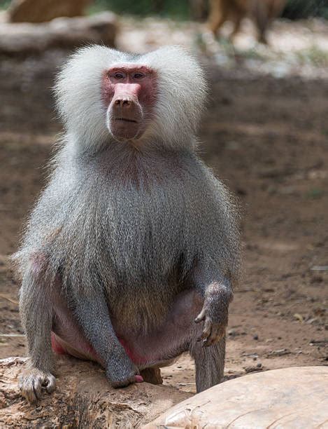 70+ Mating Baboons Stock Photos, Pictures & Royalty-Free Images - iStock