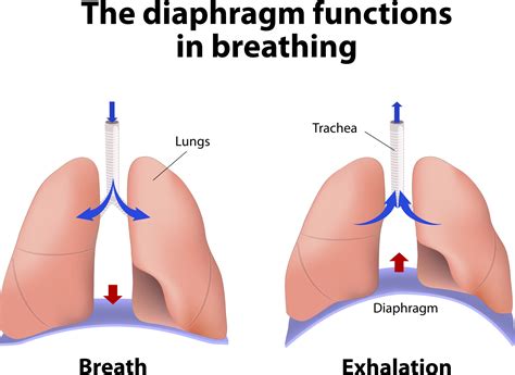 How to Breathe when Squatting – Squat University