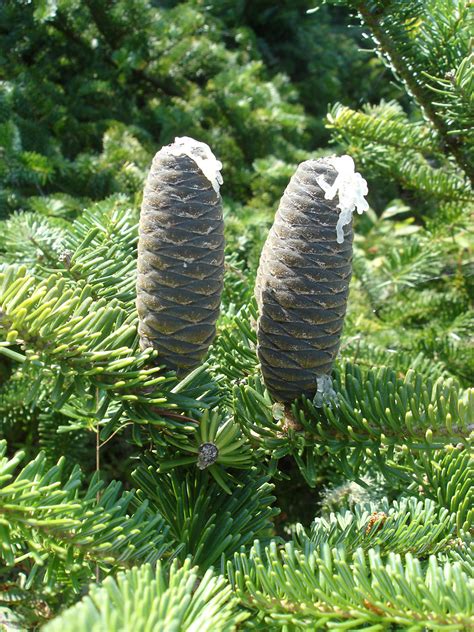 Abies balsamea (balsam fir): Go Botany