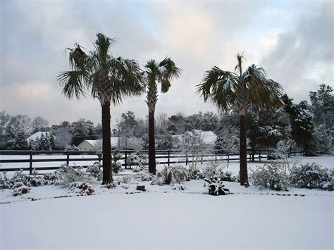 Snow in South Carolina - FineGardening