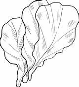 Lettuce coloring Pages  Free Coloring sketch template