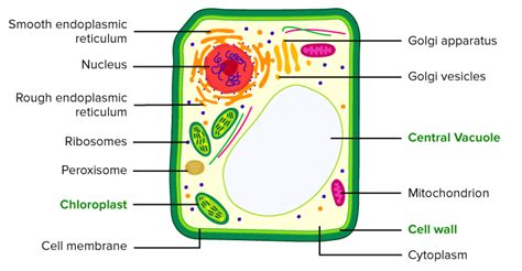 Which Plant Cell Organelle Uses Light Energy to Produce Sugar ...