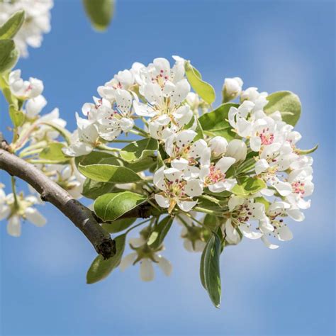 Pear tree - pruning, care and diseases of fruit and ornamental pear trees