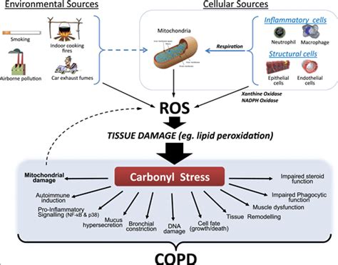 What is Oxidative Stress? The Health Impact of Free Radicals - SelfDecode Health