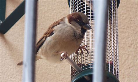 Bird feeder placement guide - Bird Barn