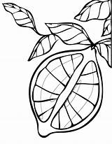 Lemon coloring pages Download And Print For Free sketch template