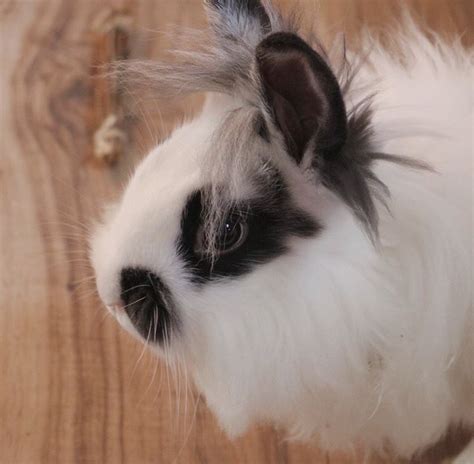 Lionhead rabbit For Sale in Pennsylvania | Petzlover