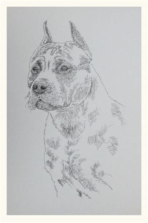 American Staffordshire Terrier BLACK: Dog Art Portrait by Stephen Kline : DrawDOGS by Stephen ...